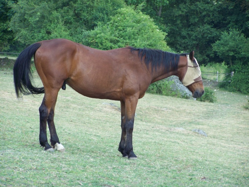 Nabab des Valois, adopté par Mimosa en 2011