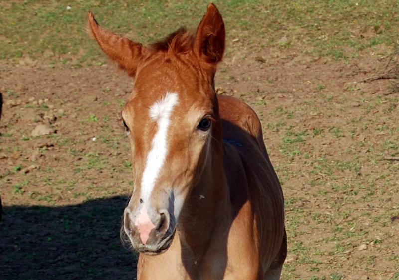 Zou de Liberté, adoptée par Christine en 2009