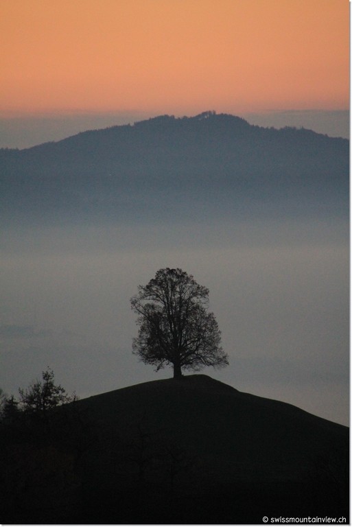 Lonely tree