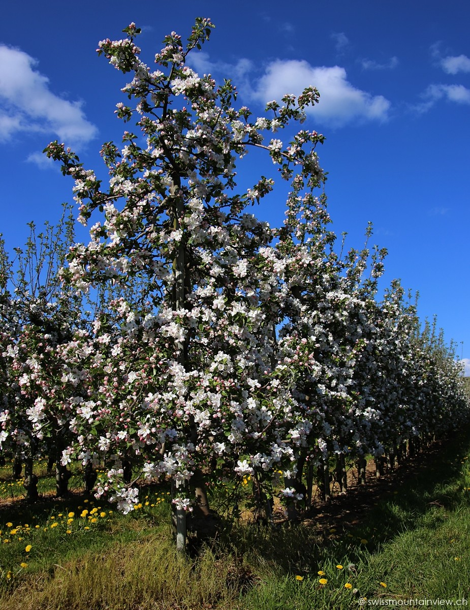 Apfelblüte am Bodensee