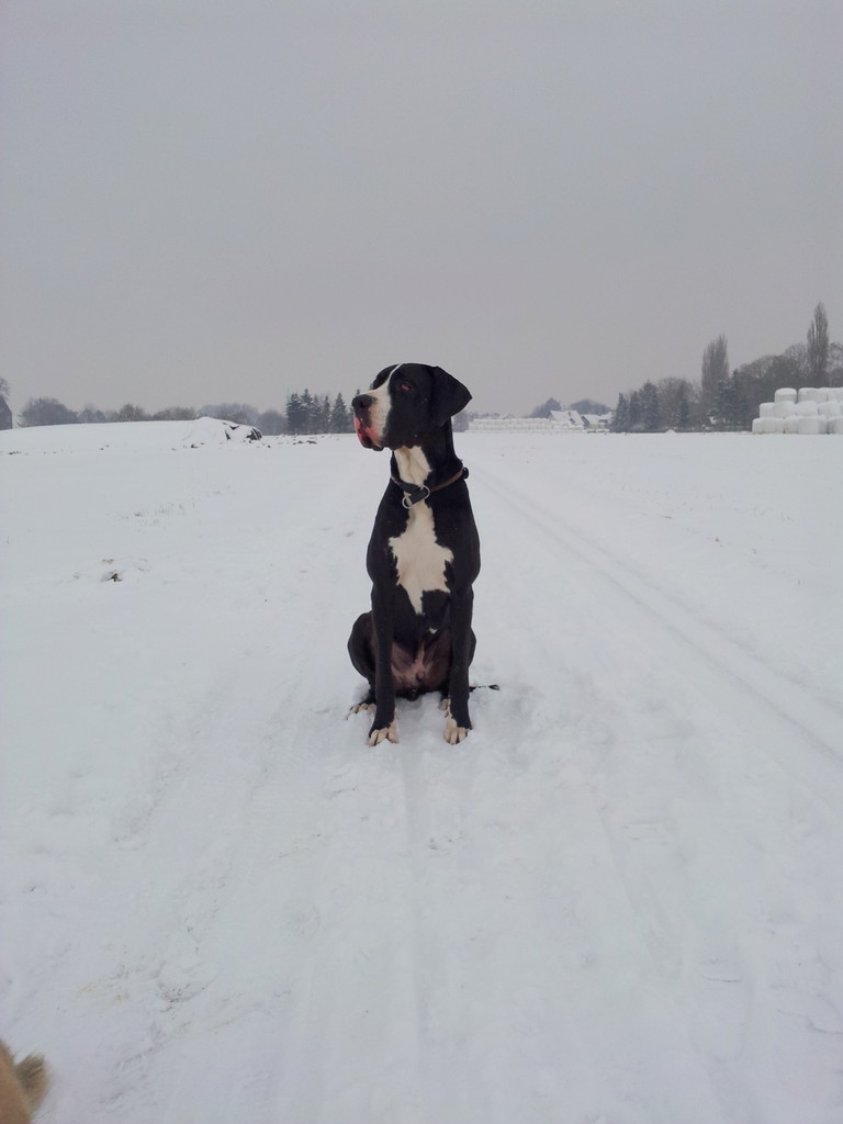 Henry im Schnee2