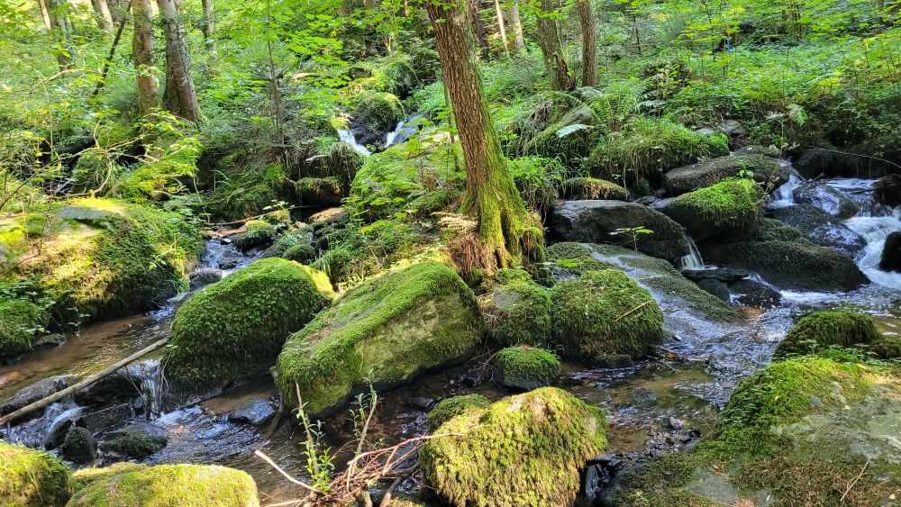 Steinbachklamm-Runde in Marbach an der Donau