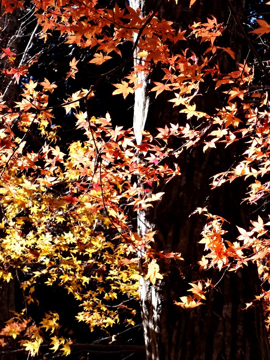 紅葉（もみじ谷、四日市市水沢町）