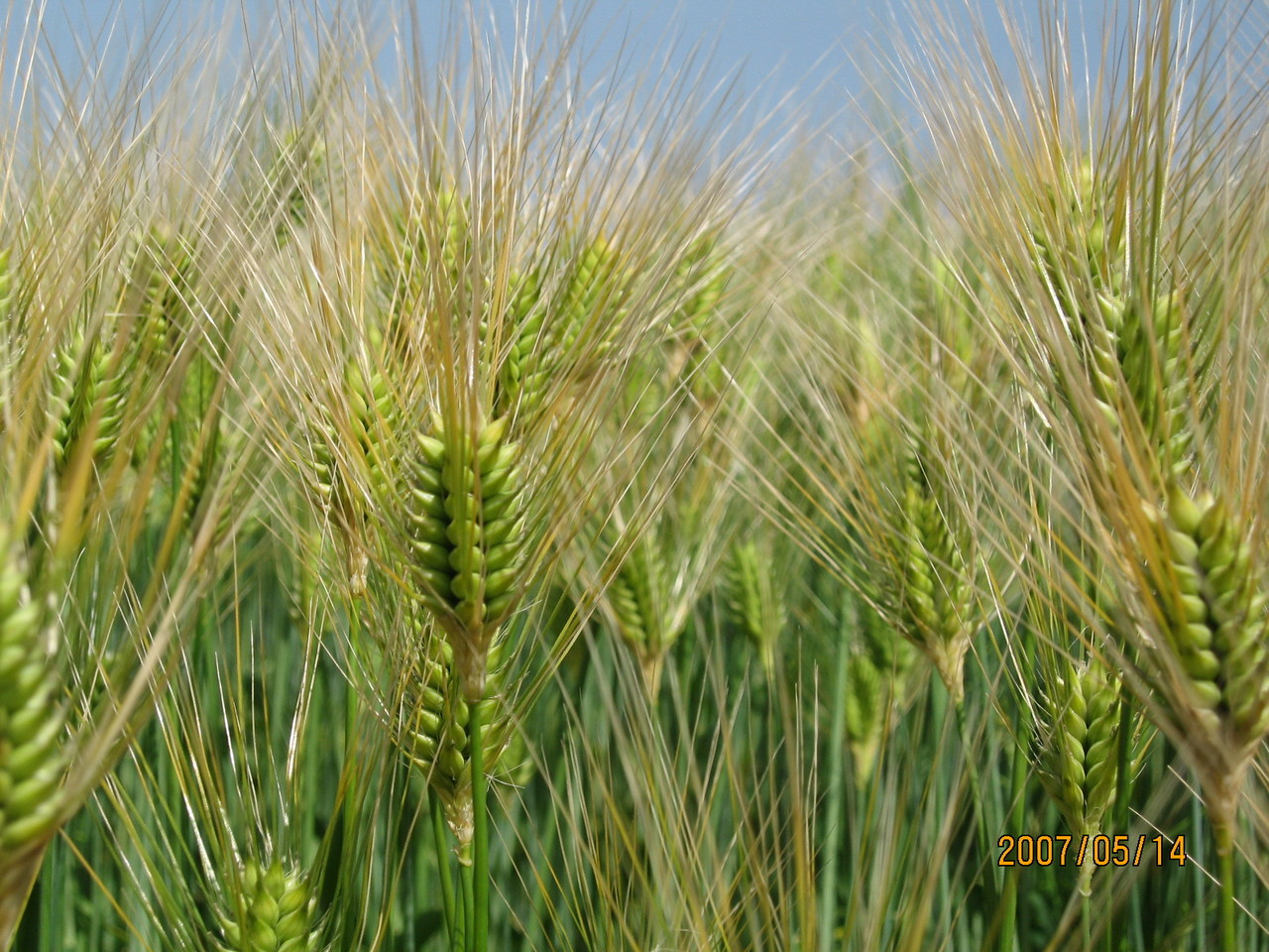 大麦について 日本精麦