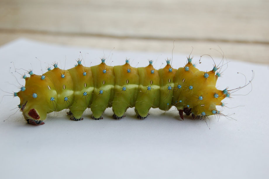 Great Peacock Butterfly Caterpillar