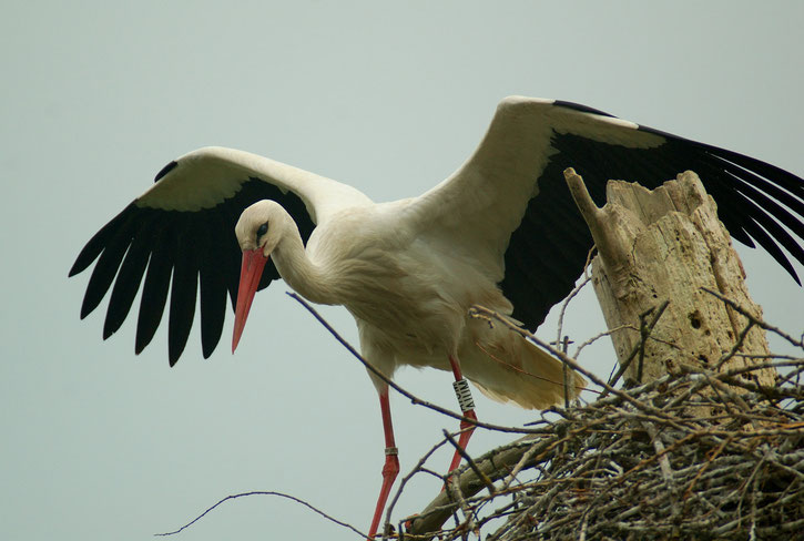 White Stork