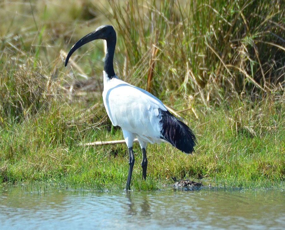 Sacred Ibis