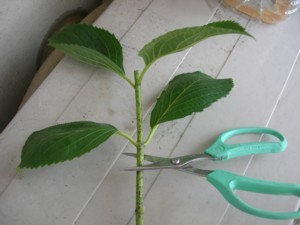 アジサイの育て方 Koborebiajisai ページ アジサイの育て方 Koborebiajisai ページ