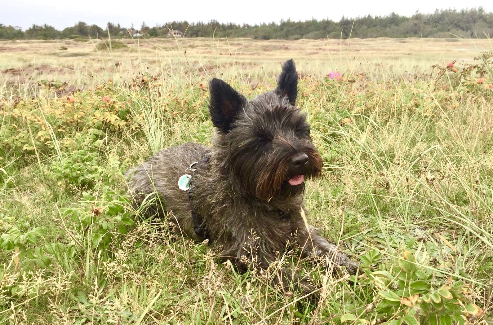 Versicherungen für Ihren Hund Versicherungstipp24 preisgünstige