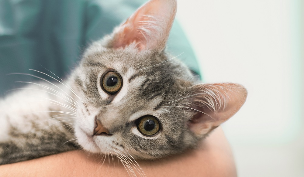 Tierkrankenversicherung Katze beim Tierarzt