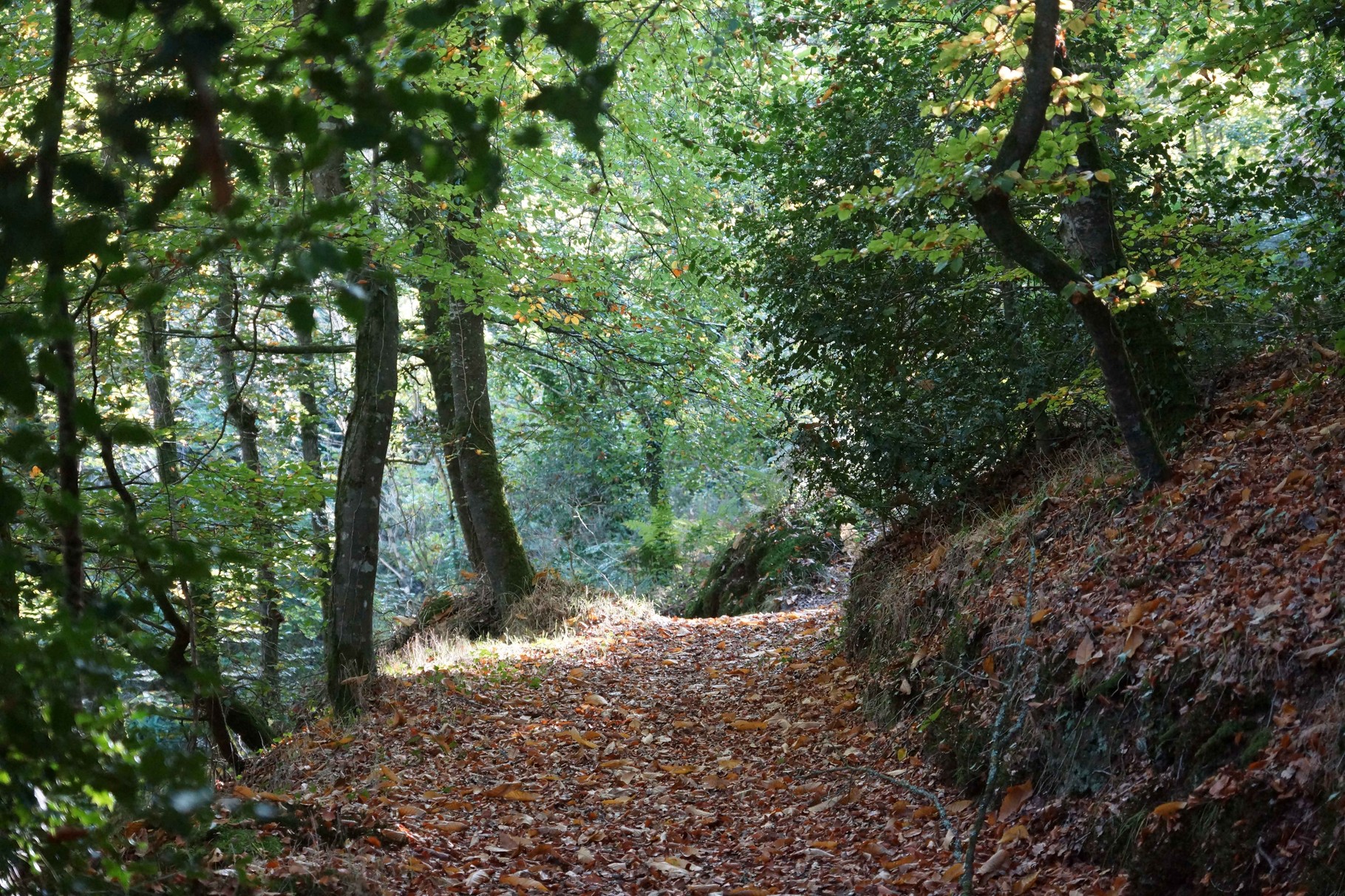 Chemin D'automne