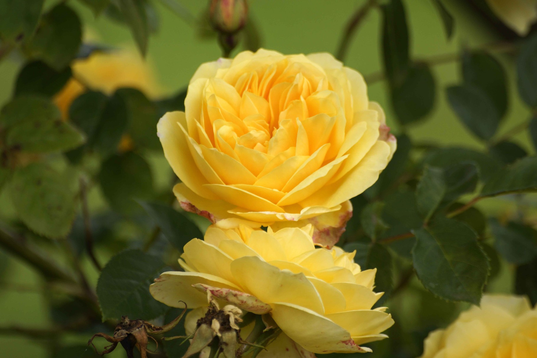 rose jaune
