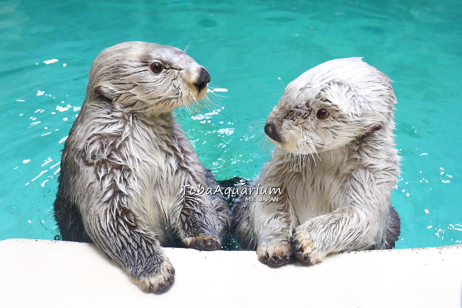 鳥羽水族館