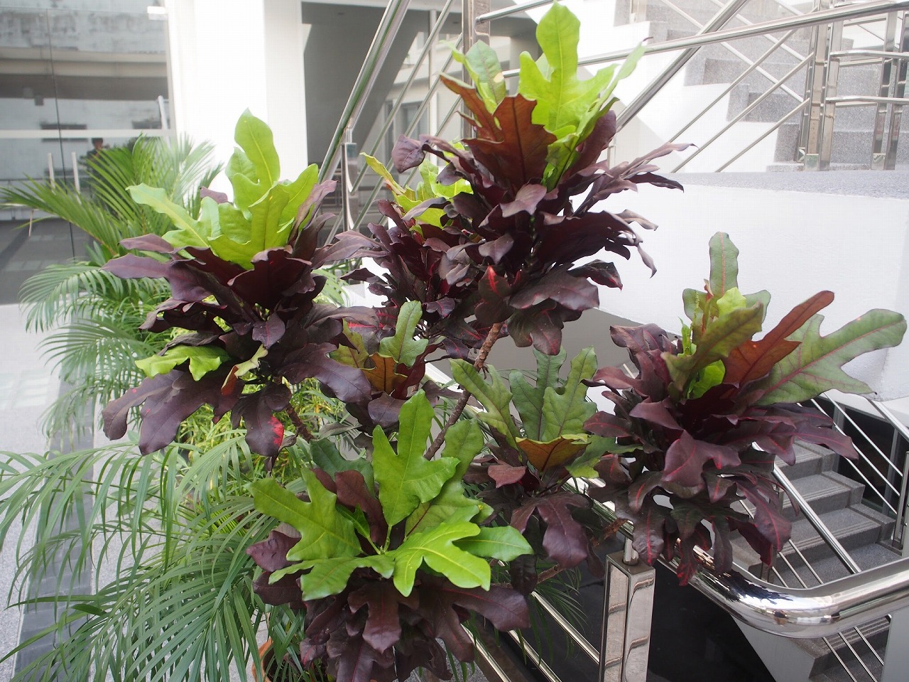 植物のこと