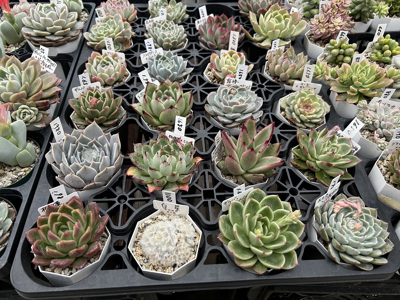 多肉植物のこと - GREEN JAM foliageplant