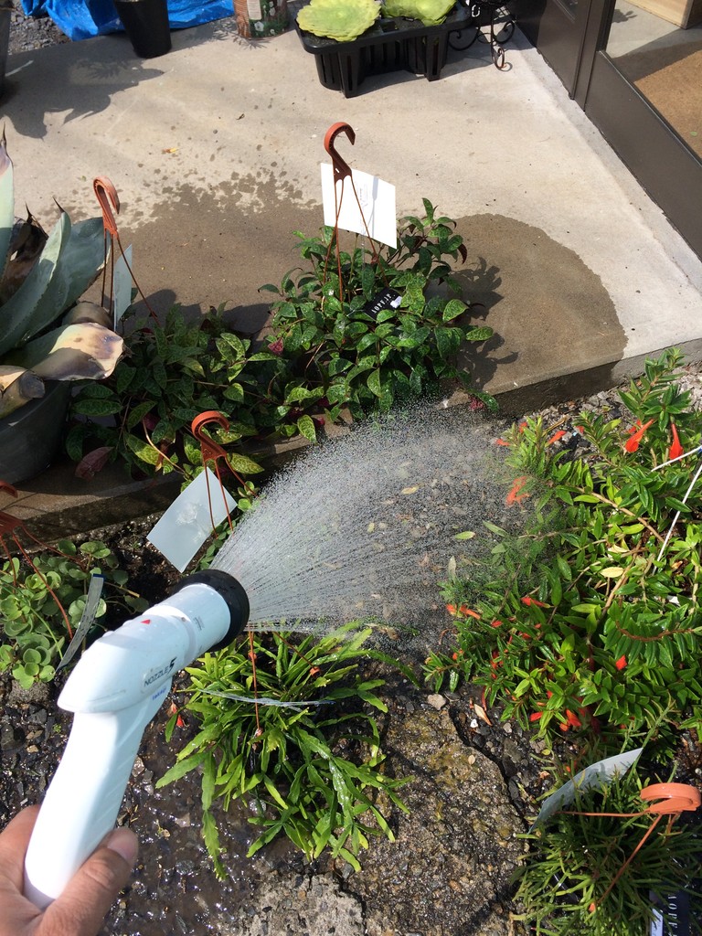 観葉植物の育て方 水遣り Green Jam Foliageplant 観葉植物の育て方 水遣り Green Jam Foliageplant