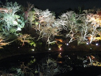 高台寺。ライトアップされた池。