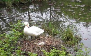 公園の池に棲む白鳥が卵を産んだ。３週間ほどで孵るそうだ。