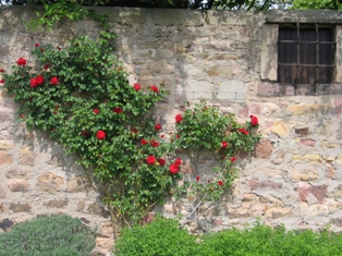 修道院壁のバラ