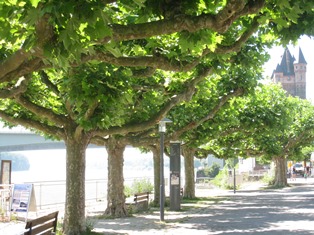 プラタナスの街路樹（奥に見えるのがニーベルンゲンの塔）