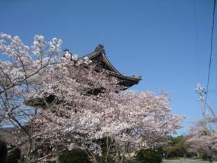 根来寺の桜