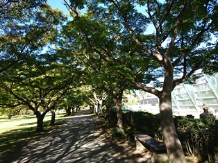 小石川植物園のモミジ並木