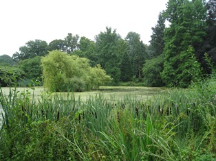 植物園の池
