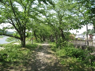 桧木内川（ひのきないかわ）と土手沿いの桜並木（満開時はさぞきれいなことだろう）