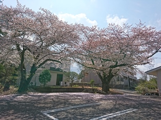 翌日のこと、ほうとうを食べによった店のそばの桜。