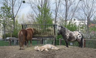 動物たちのコーナー。仔馬さんはお昼寝。
