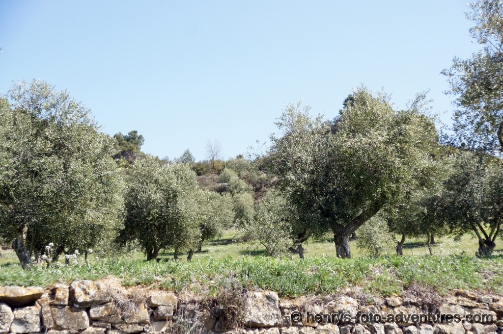 Olivengarten