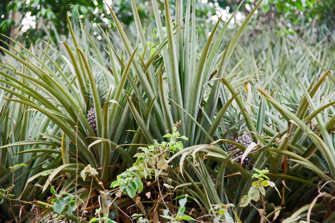 Ananas Plantage