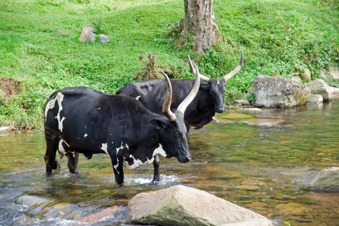 Long Horn Rinder