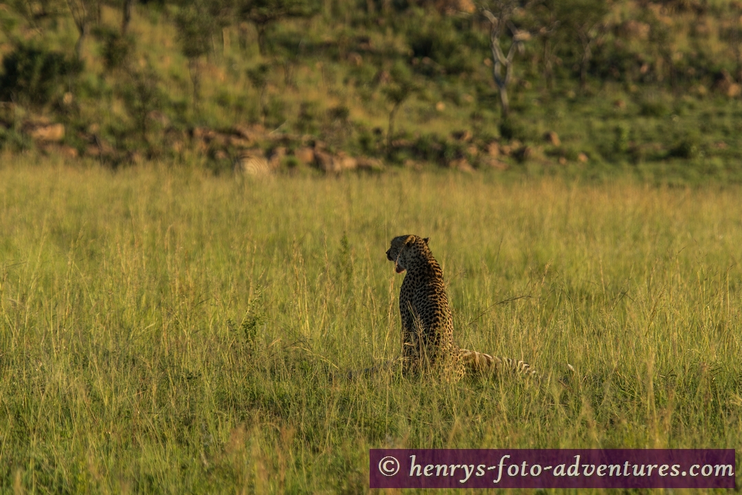 Cheetah - ein Leopard beim Frühstück