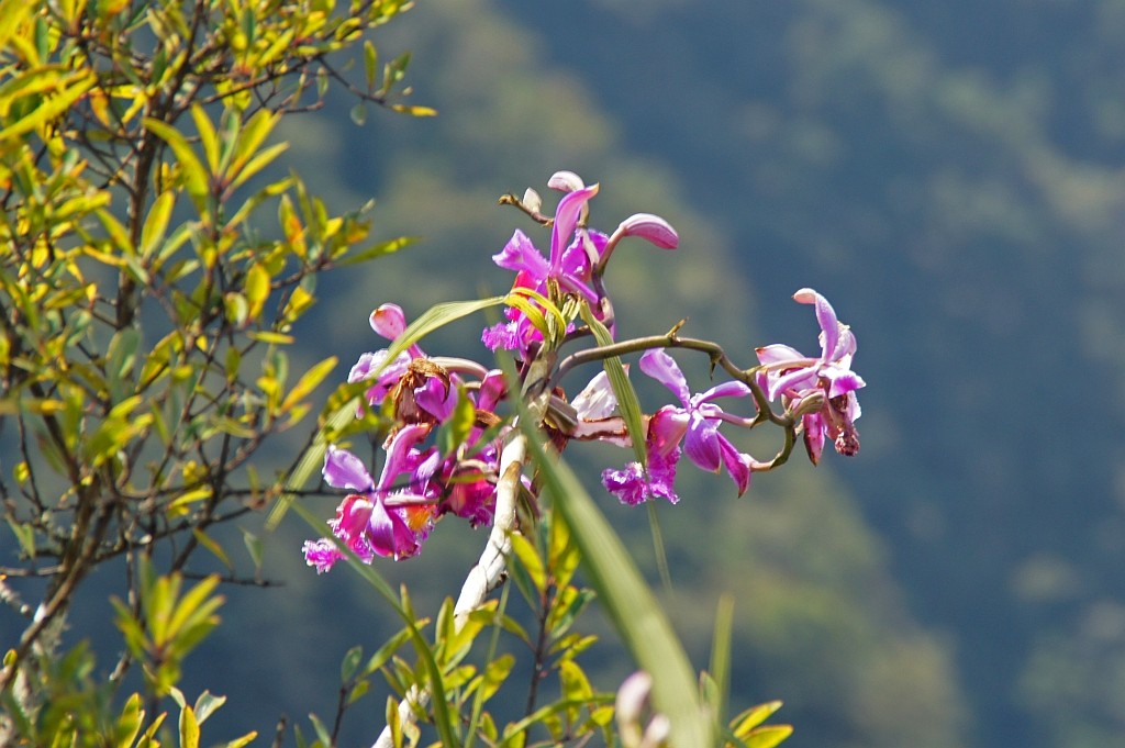 eine zierliche Orchidee