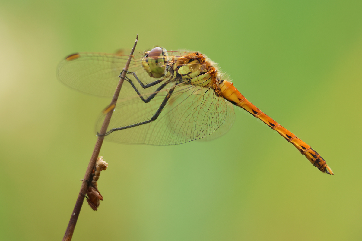 Sumpf-Heidelibelle (Sympetrum depressiusculum)