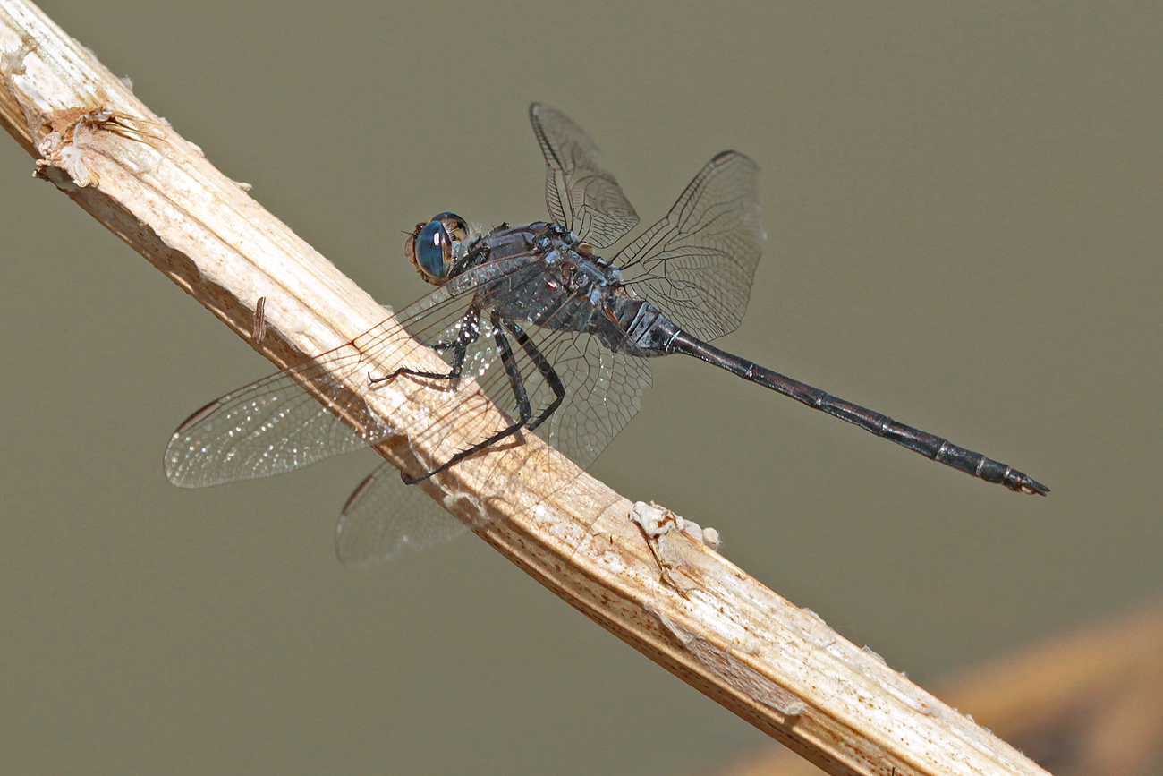 Langer Blaupfeil (Orthetrum trinacria)