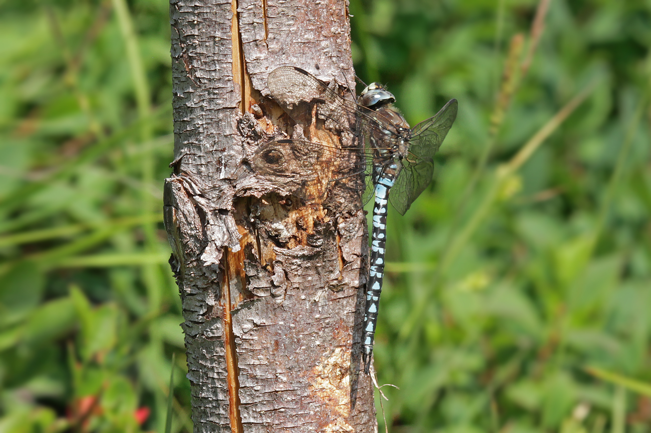 Alpen-Mosaikjungfer (Aeshna caerulea)