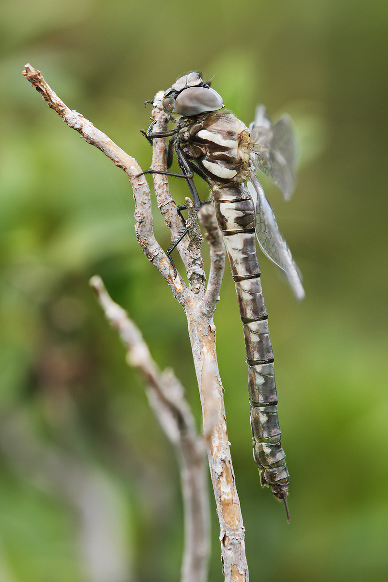 Hochmoor-Mosaikjungfer (Aeshna subarctica)