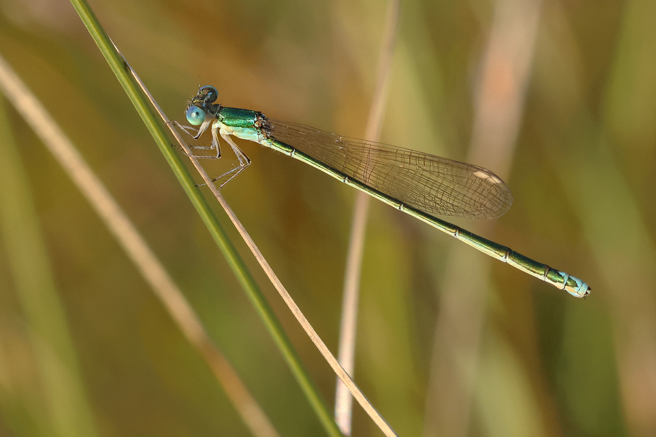 Zwerglibelle (Nehalennia speciosa)
