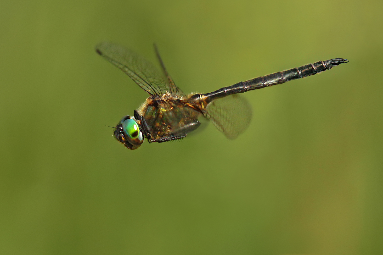 Arktische Smaragdlibelle (Somatochlora arctica)