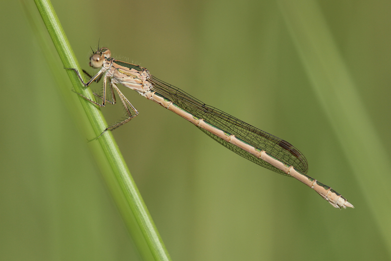 Sibirische Winterlibelle (Sympecma paedisca)