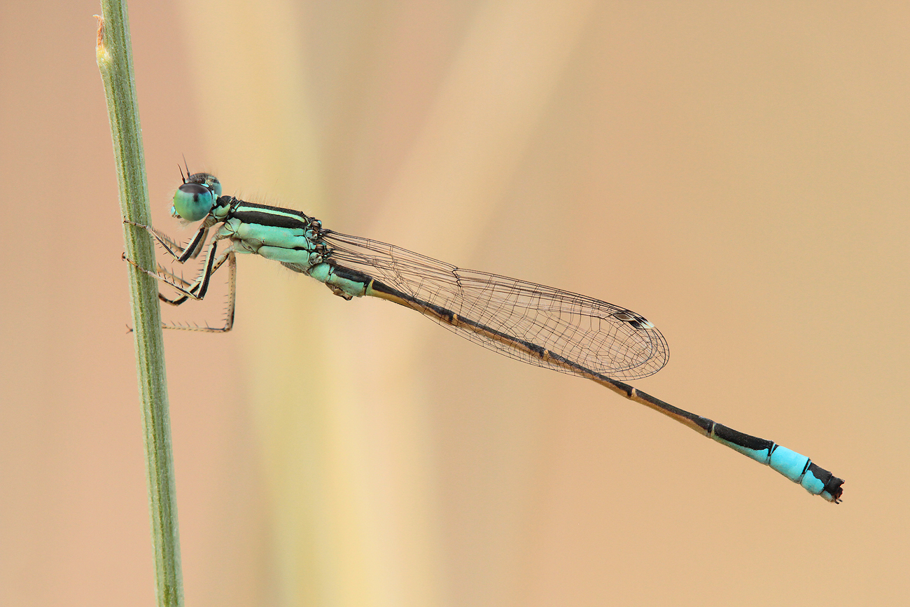 Spanische Pechlibelle (Ischnura graellsi), Männchen