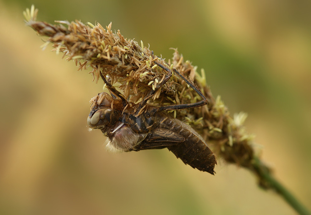 Die Larvenhaut platzt hinter den Augen und zwischen den Flügeln auf