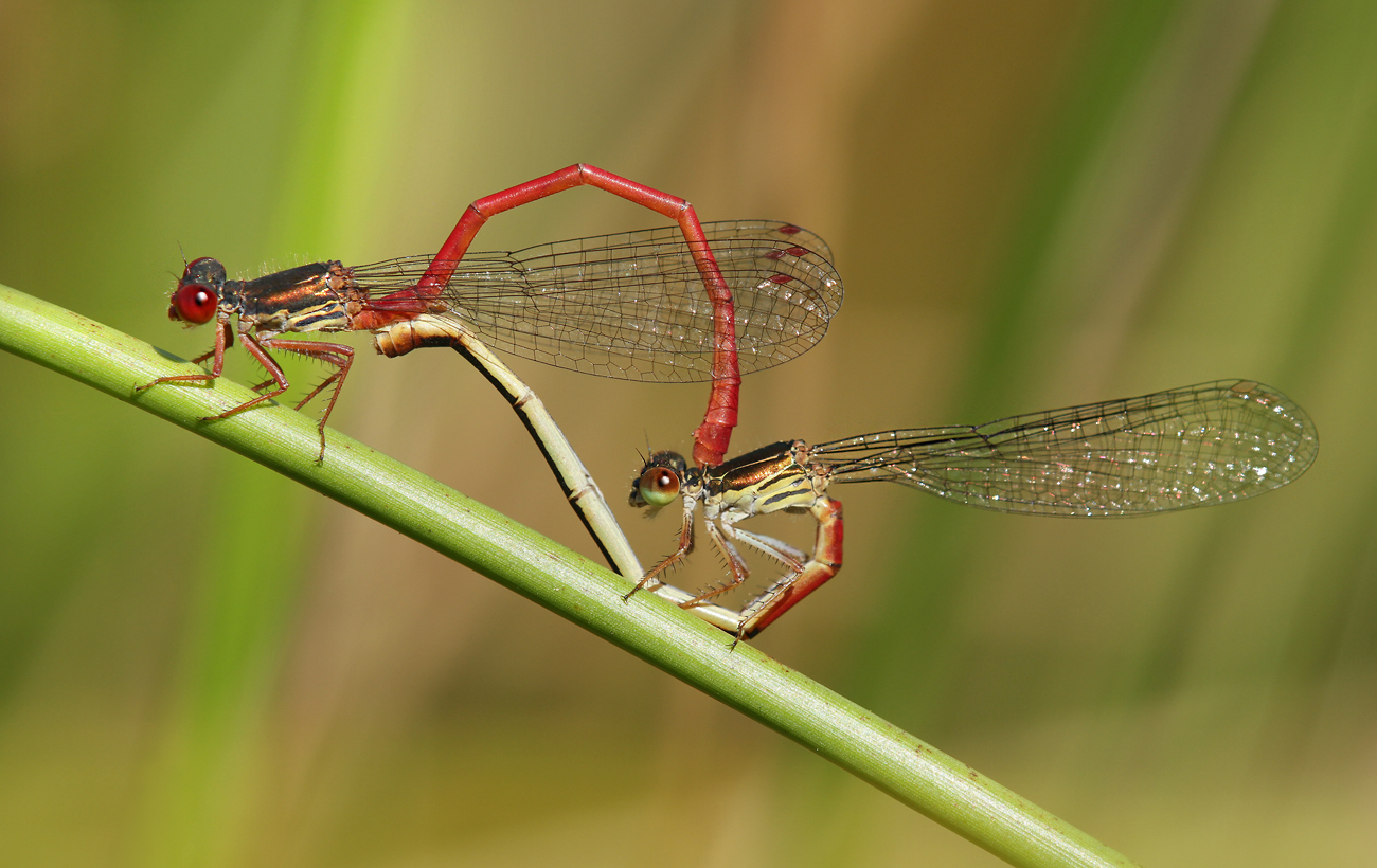 Zarte Rubinjungfer (Ceriagrion tenellum)