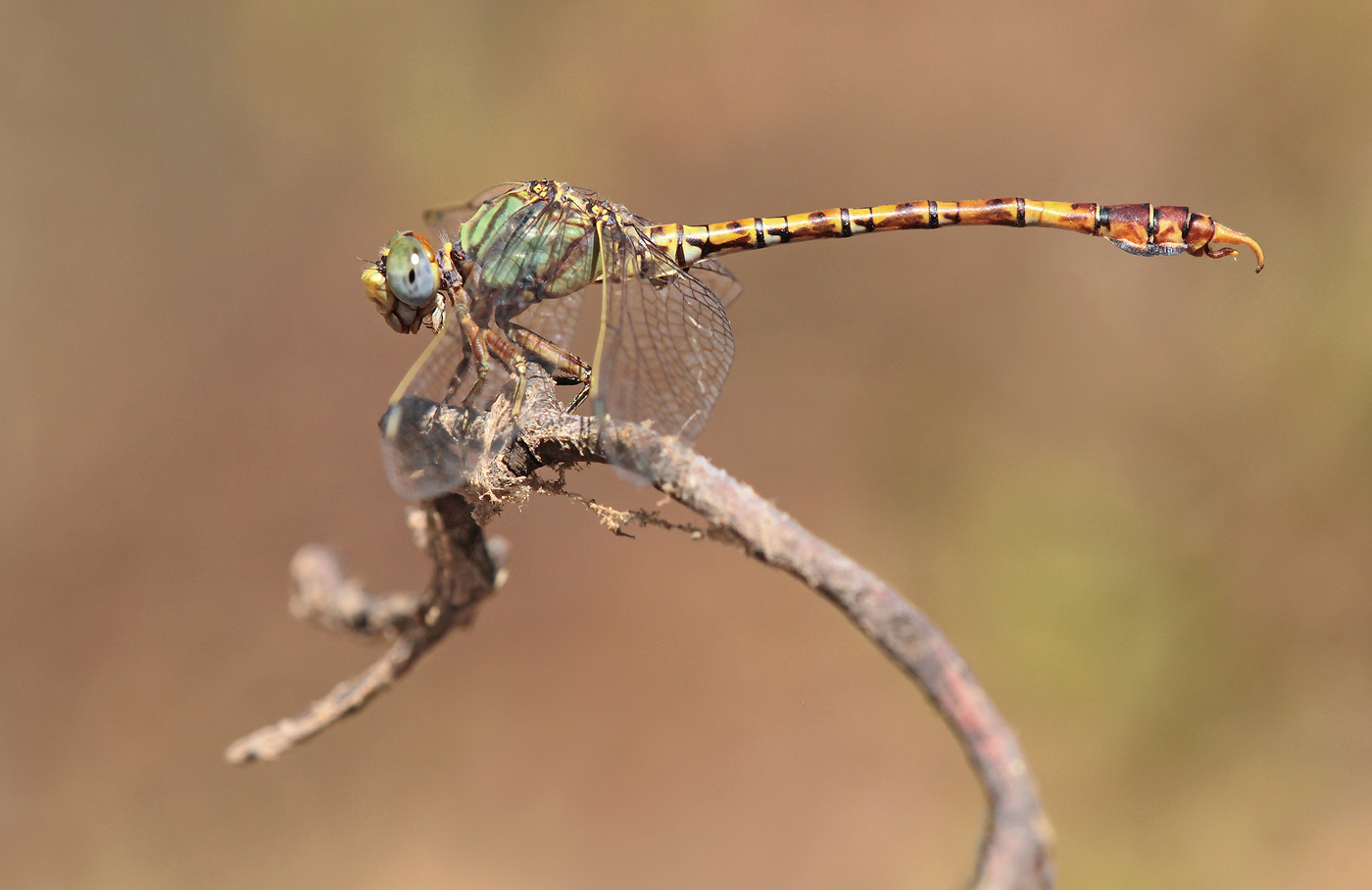 Grüne Sandjungfer (Paragomphus genei), Männchen