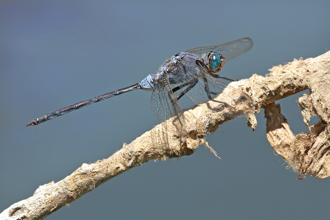 Langer Blaupfeil (Orthetrum trinacria)