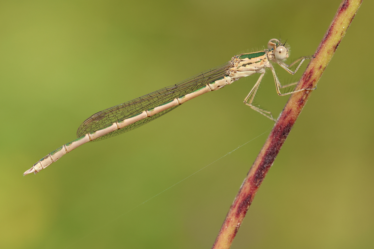 Sibirische Winterlibelle (Sympecma paedisca)