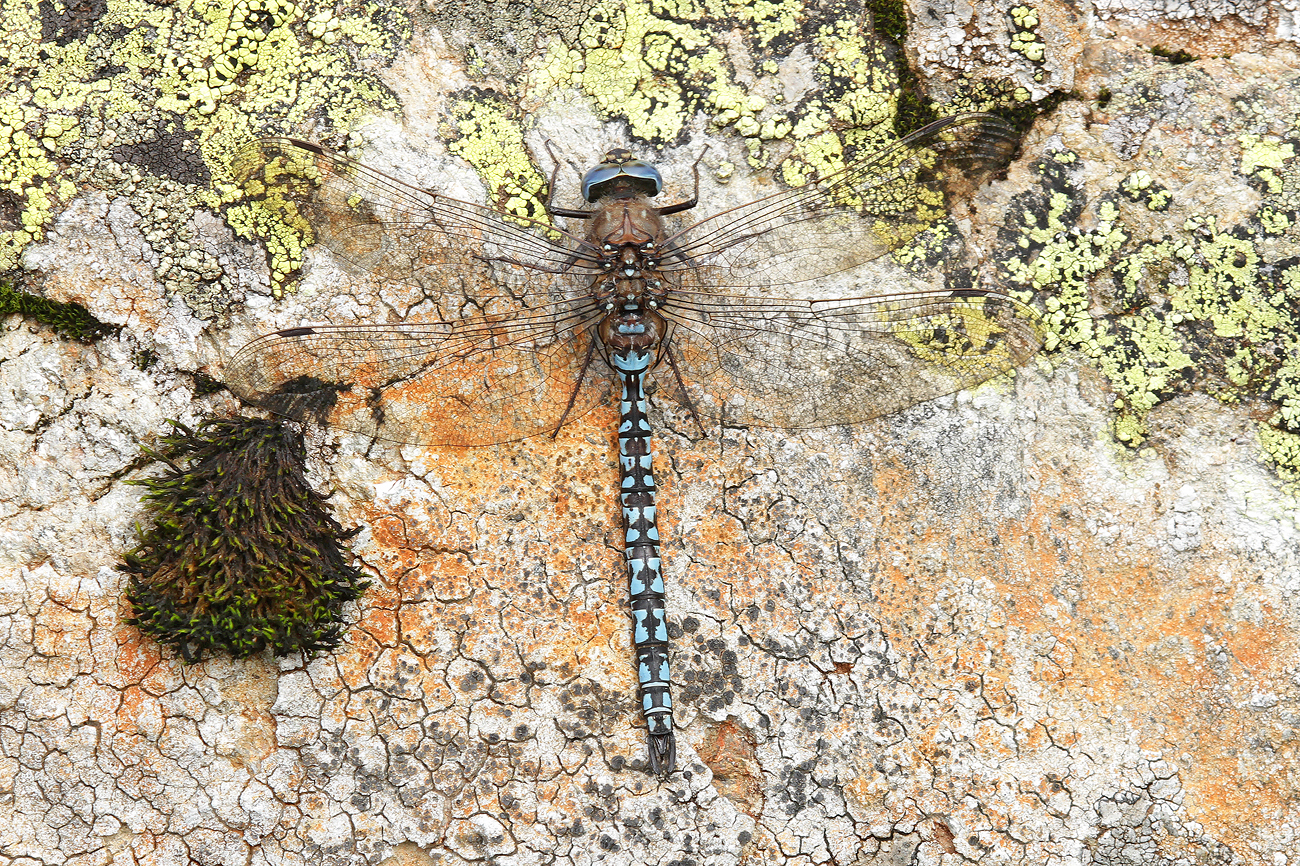 Alpen-Mosaikjungfer (Aeshna caerulea)
