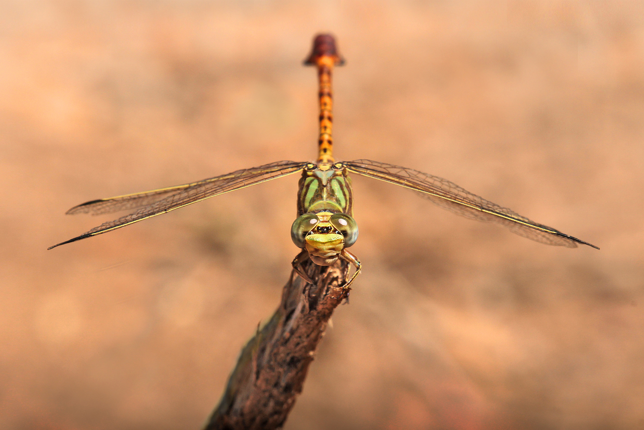 Grüne Sandjungfer (Paragomphus genei), Männchen